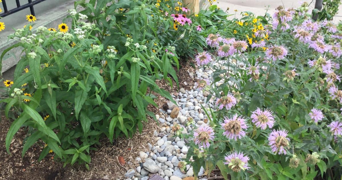 Black-eyed Susan and smooth blue aster are native flowers that can be planted in a rain garden.