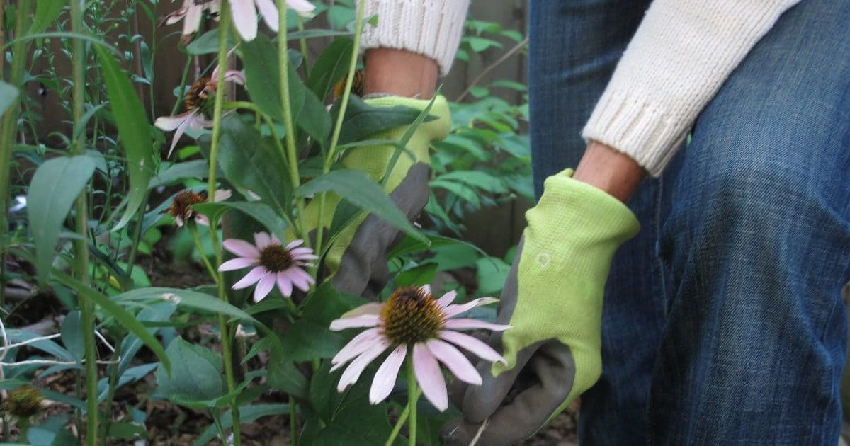 Close-up of gardening gloves and flowers