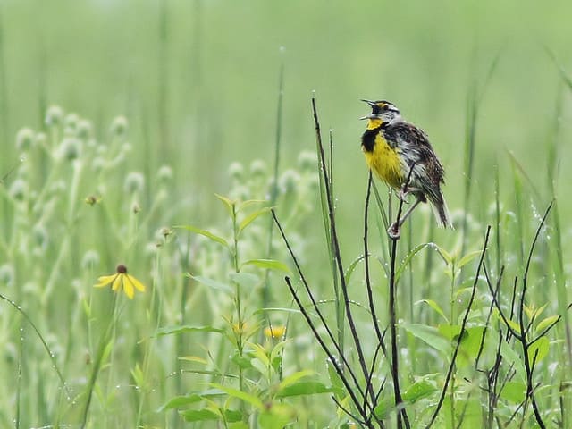 Bird perched on a thin stick in a field