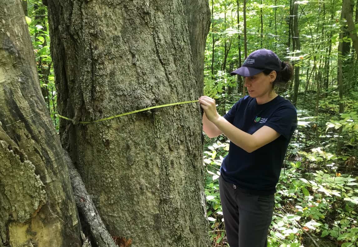 person measuring diameter of a tree