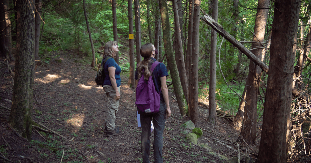 Two people standing in a forest looking up at trees