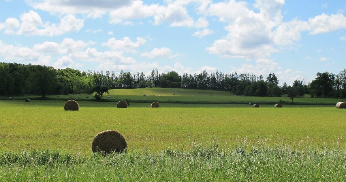 Barrels of hay on a field