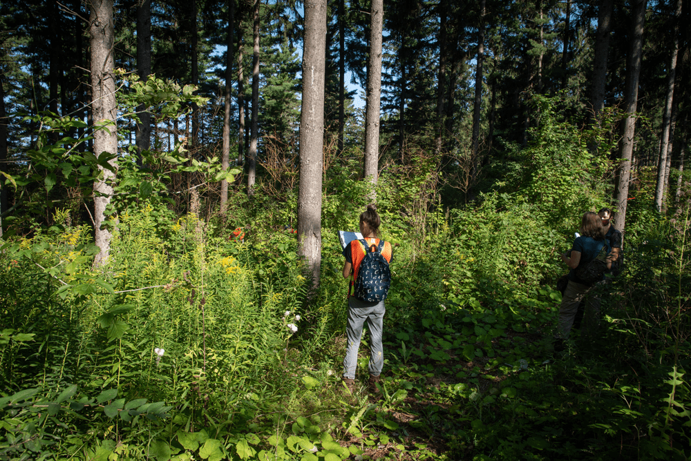 Person standing in forest