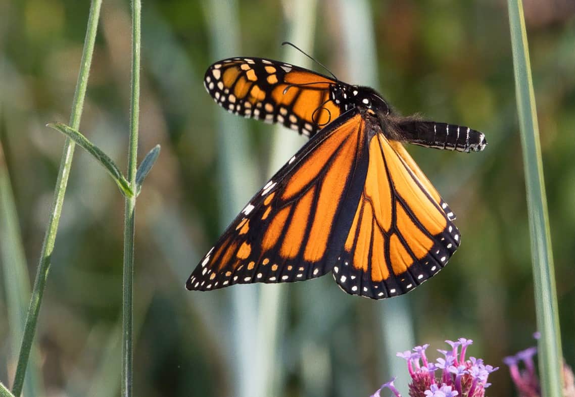 Monarch butterfly in flight.